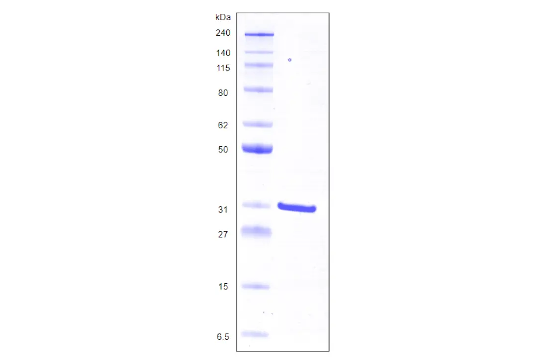 [MC02-050] Recombinant Human Galectin 3, His Tag -50 ug